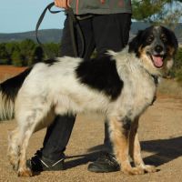Manchas, border collie de 4 ans (ok chat) #2