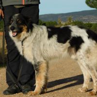 Manchas, border collie de 4 ans (ok chat) #7