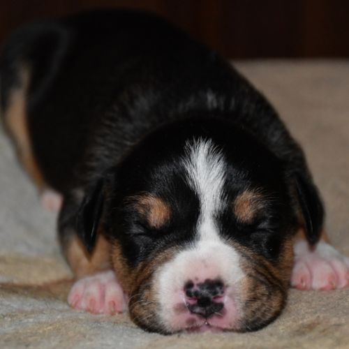 Chiots american staff (amstaff, staff) disponible #1