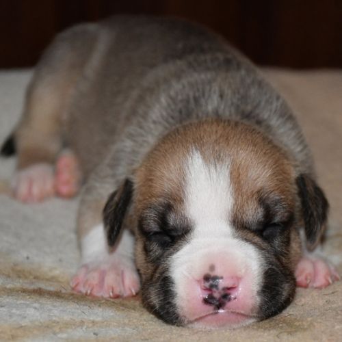 Chiots american staff (amstaff, staff) disponible #0