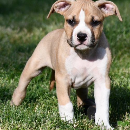 Chiots american staff (amstaff, staff) disponible