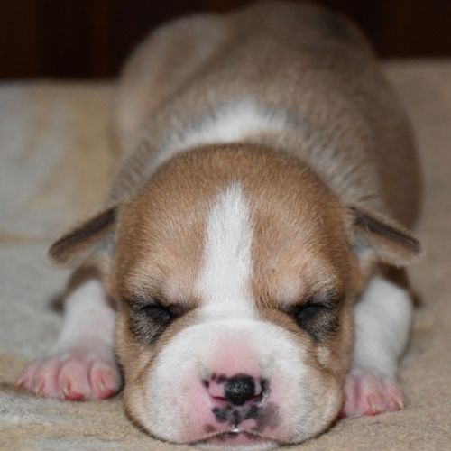 Chiots american staff (amstaff, staff) disponible #3