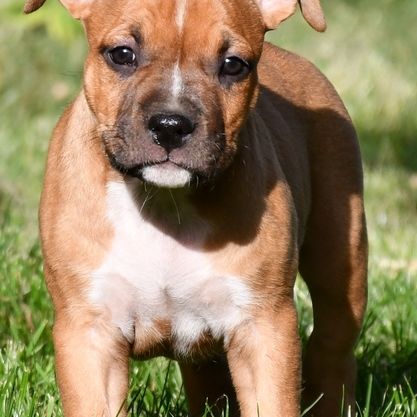 Chiots american staff (amstaff, staff) disponible #2