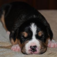 Chiots american staff (amstaff, staff) disponible #1