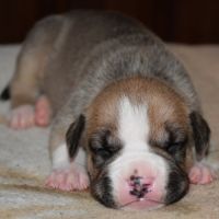 Chiots american staff (amstaff, staff) disponible