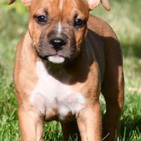 Chiots american staff (amstaff, staff) disponible #2