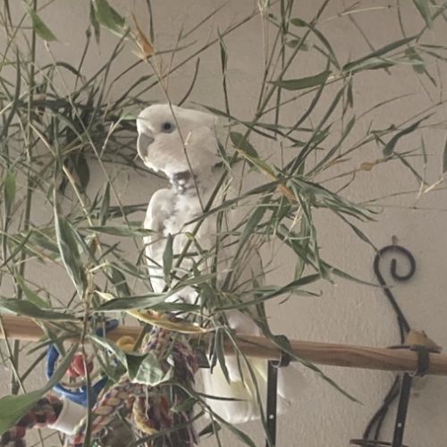 Cacatoes ducorps eam cherche une famille #0