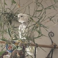 Cacatoes ducorps eam cherche une famille