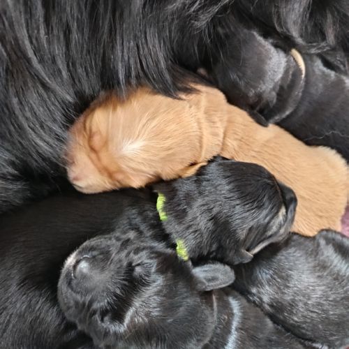 Chiots type golden retriever a réserver #2