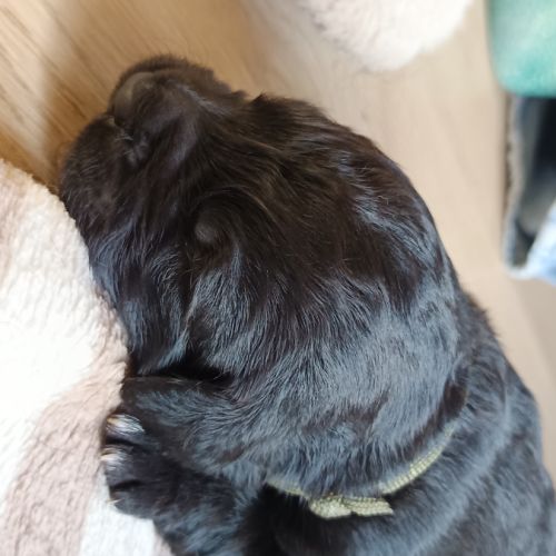 Chiots type golden retriever a réserver #4