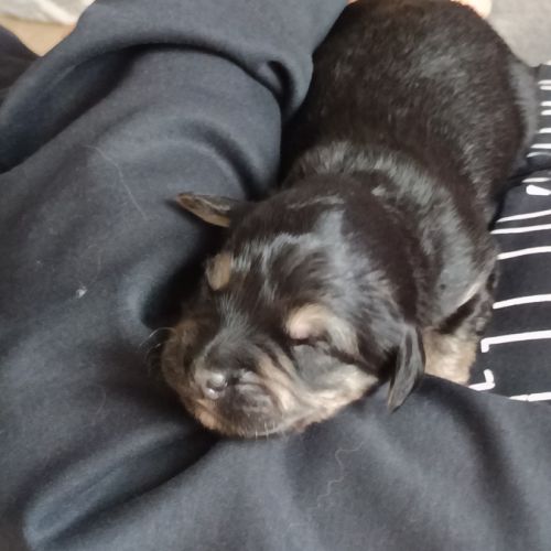 Chiots type golden retriever a réserver #5