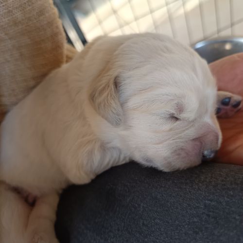 Chiots type golden retriever a réserver #6