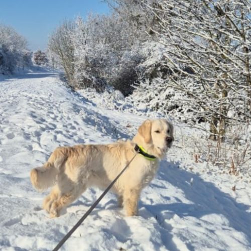 Chiots type golden retriever a réserver #7