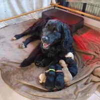 Chiots type golden retriever a réserver