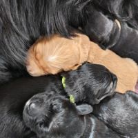 Chiots type golden retriever a réserver #2