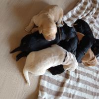 Chiots type golden retriever a réserver #3