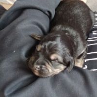 Chiots type golden retriever a réserver #5