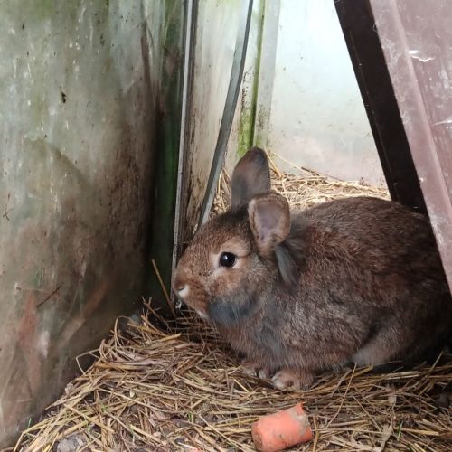 Donne lapin mâle #2