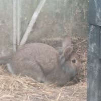 Donne lapin mâle #0