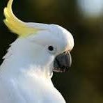 Cacatoès huppe jaune (galérita) #0