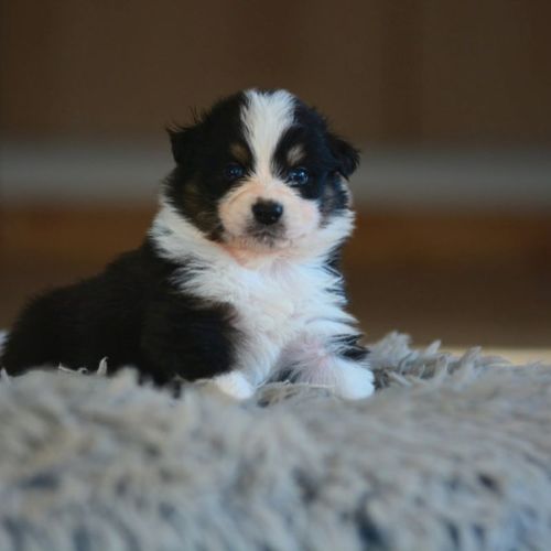 Chiot berger australien excellente lignee lof #1