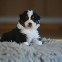 Chiot berger australien excellente lignee lof #1