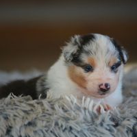 Chiot berger australien excellente lignee lof #3