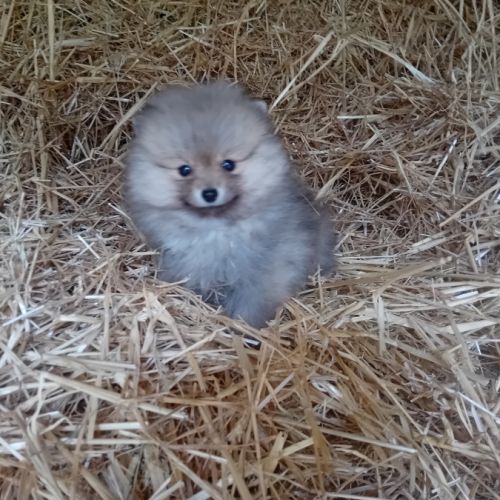 Magnifique chiot spitz orange #0