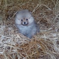Magnifique chiot spitz orange