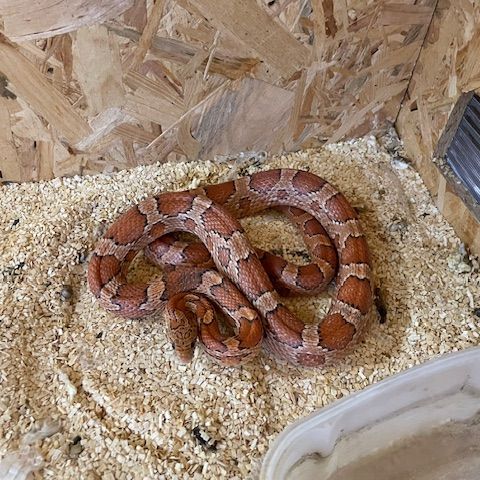 Cede serpent des blés #0