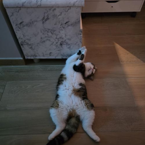 Almira- la battante ! #7