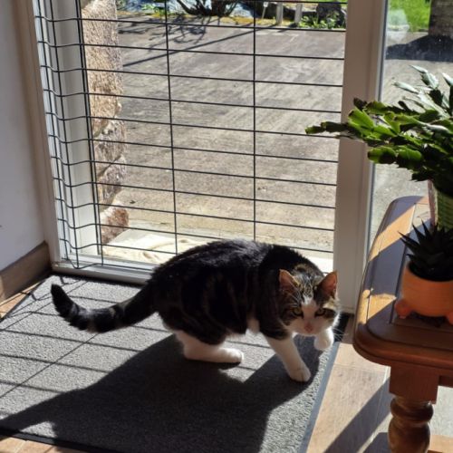 La battante - almira #2