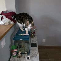 La battante - almira