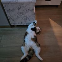 La battante - almira #7