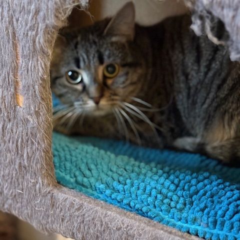 Dakota - junior timide #1