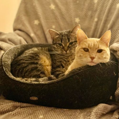 Dakota - junior timide #4