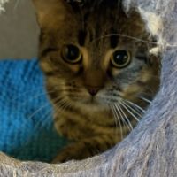 Dakota - junior timide #2