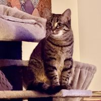 Dakota - junior timide