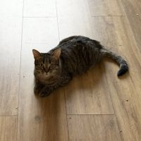 Dakota - junior timide #5