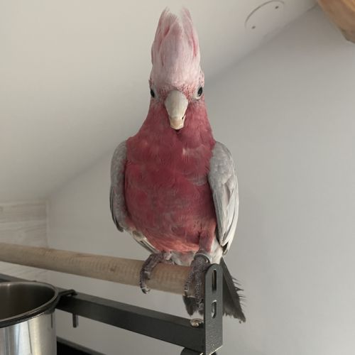 Cacatoès rosalbin à adopter #0