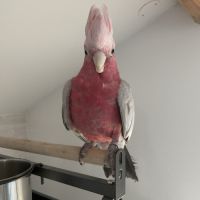 Cacatoès rosalbin à adopter
