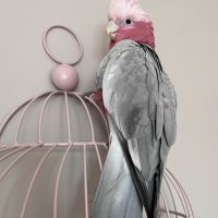 Cacatoès rosalbin à adopter #2