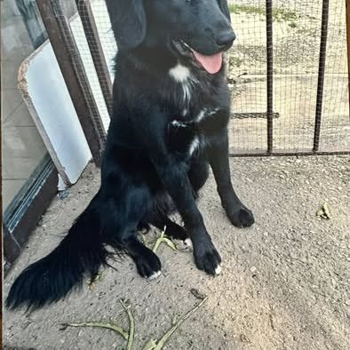 Chien astra à l adoption