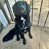 Chien astra à l adoption #2