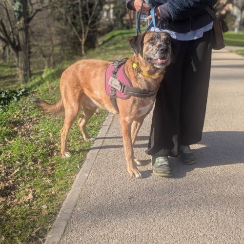 Chien bretzel à l adoption