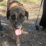 Chien bretzel à l adoption #3