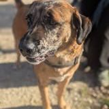 Chien bretzel à l adoption #5