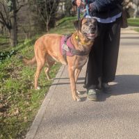 Chien bretzel à l adoption #0