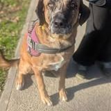 Chien bretzel à l adoption #2