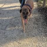 Chien bretzel à l adoption #4